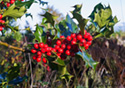 Ilex aquifolium